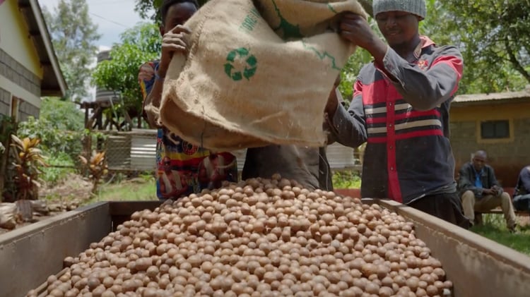 Macadamia farmers dumping product into processor