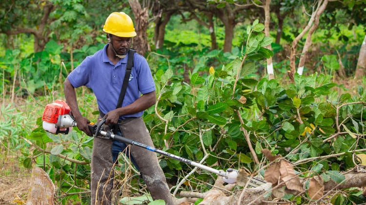 RRF cashew farmer doing orchard maintenance