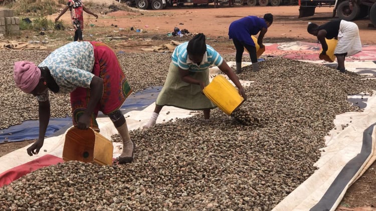 Cashew farmers drying cashews in the sun