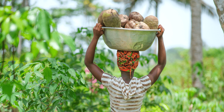 female farmer collecting coconuts