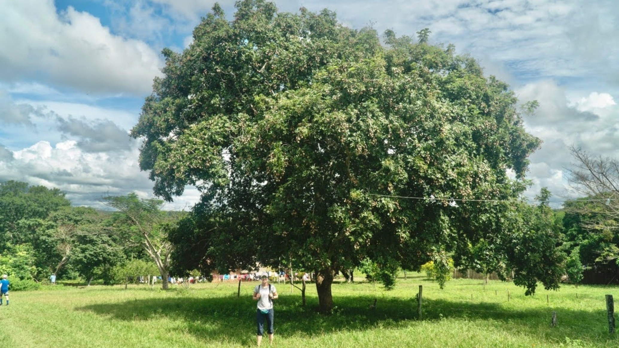 The Importance of Baru Nuts in the Amazon Region of Bolivia