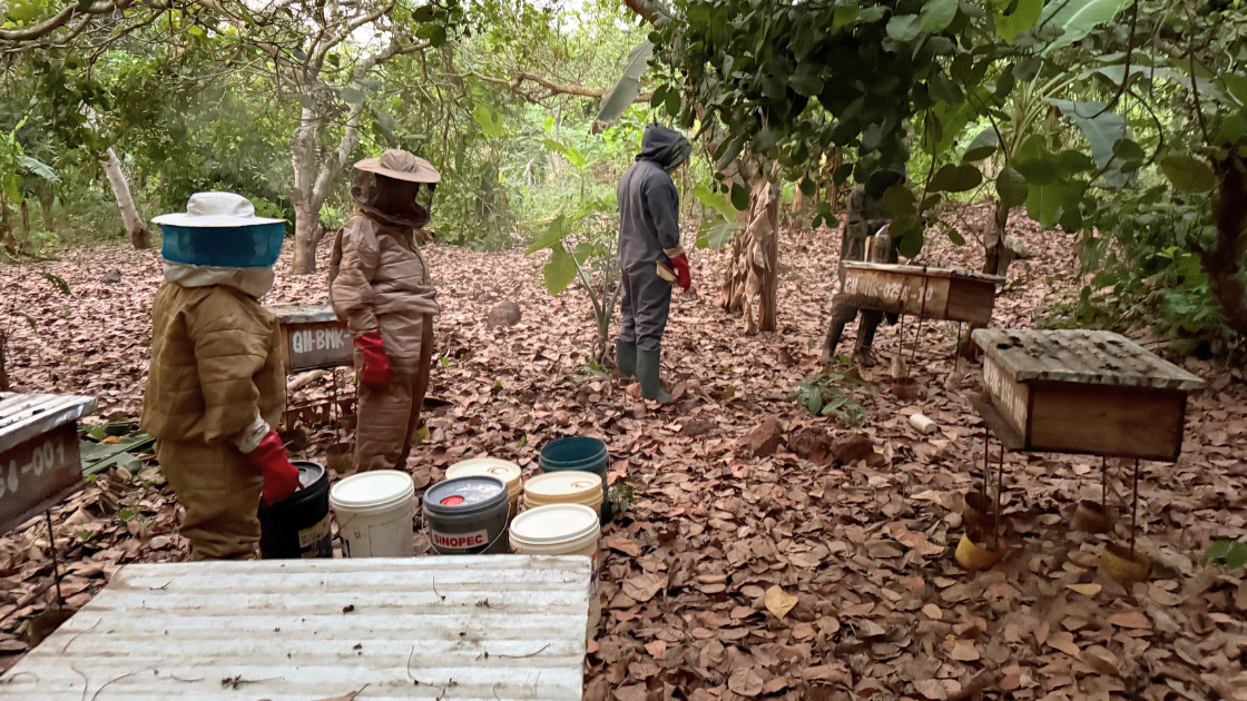 Beekeeping farmers in Ghana